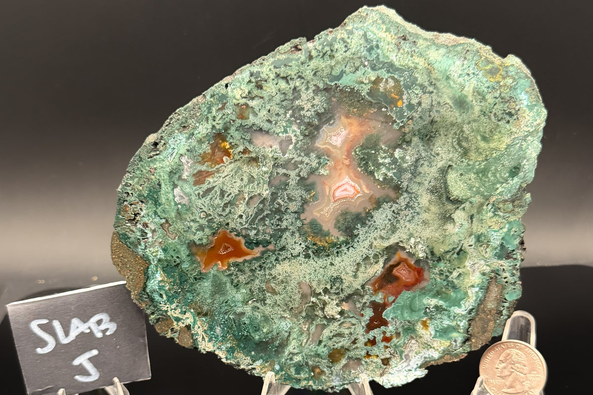 Turkish Limbcast with Agatized Chrysocolla (Unpolished)