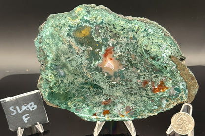 Turkish Limbcast with Agatized Chrysocolla (Unpolished)