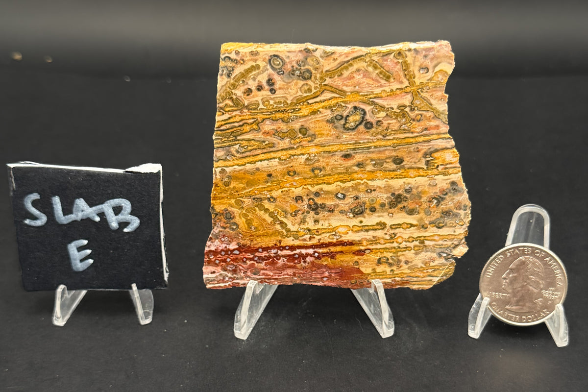 Leopard Skin Rhyolite (Unpolished)