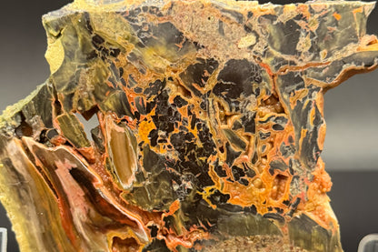 Turkish Petrified Wood (Unpolished)
