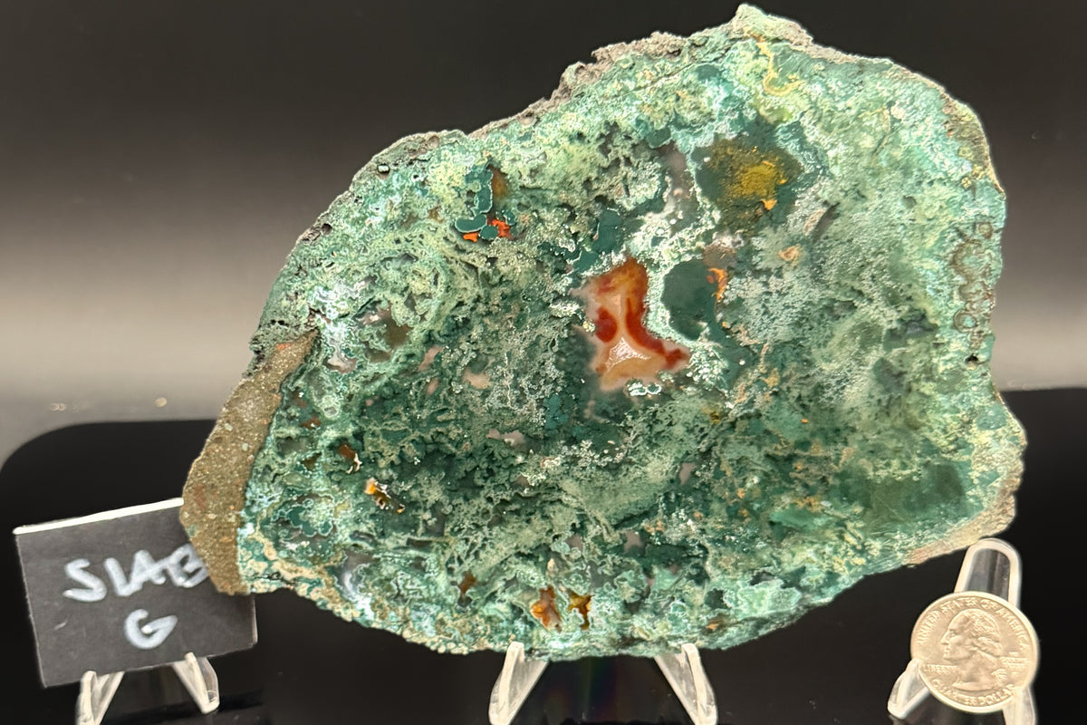 Turkish Limbcast with Agatized Chrysocolla (Unpolished)