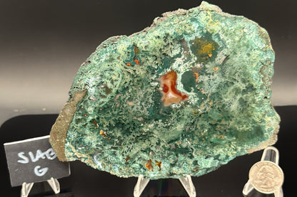 Turkish Limbcast with Agatized Chrysocolla (Unpolished)