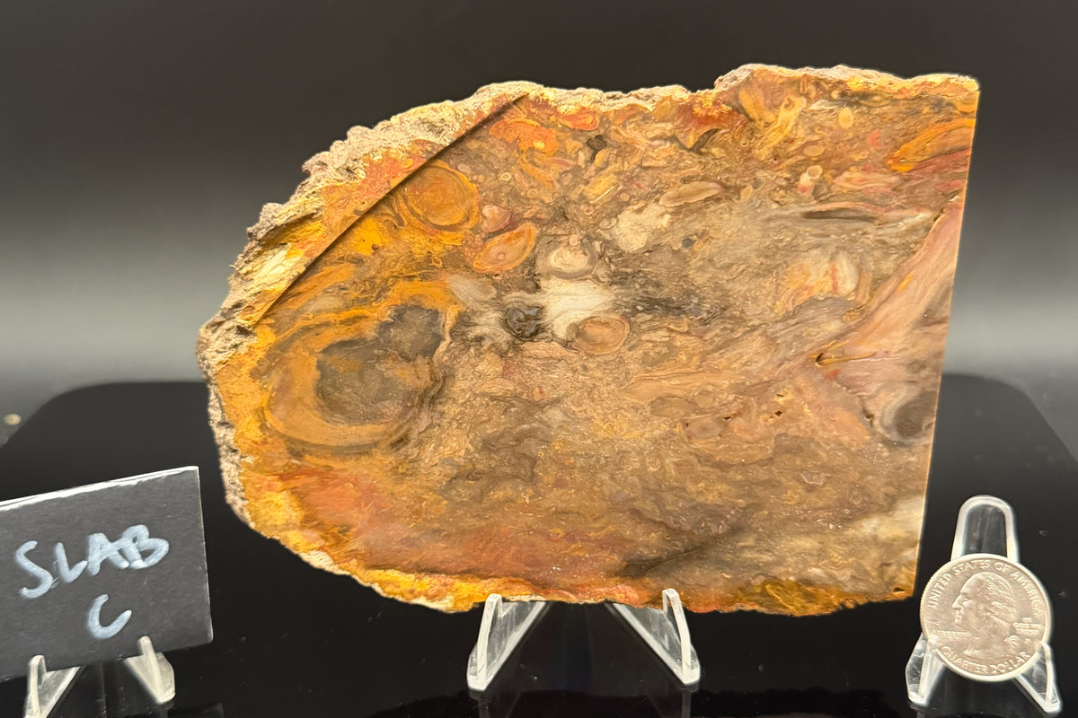 Jasperized Petrified Wood (Unpolished)