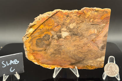 Jasperized Petrified Wood (Unpolished)