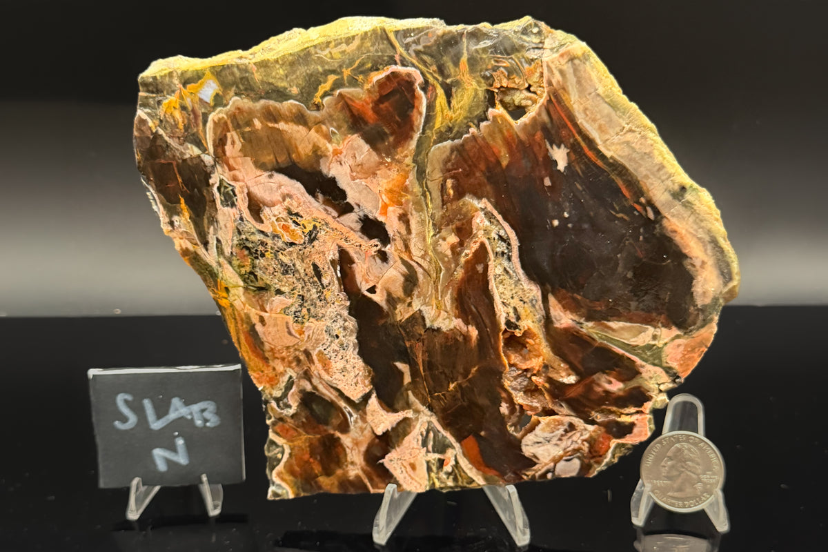 Turkish Petrified Wood (Unpolished)