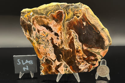 Turkish Petrified Wood (Unpolished)