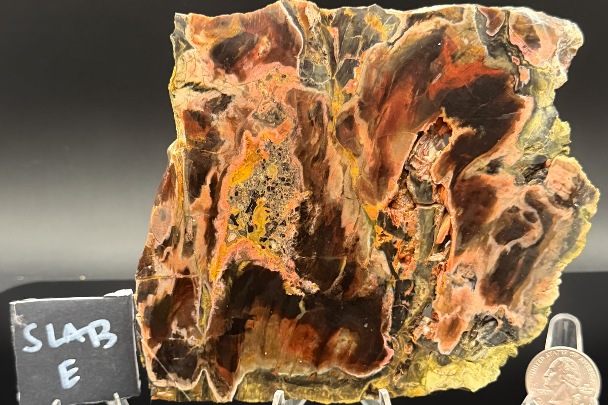 Turkish Petrified Wood (Unpolished)