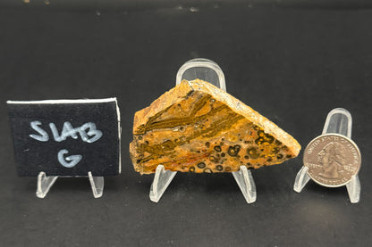 Leopard Skin Rhyolite (Unpolished)