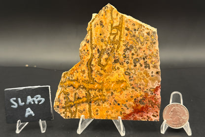 Leopard Skin Rhyolite (Unpolished)