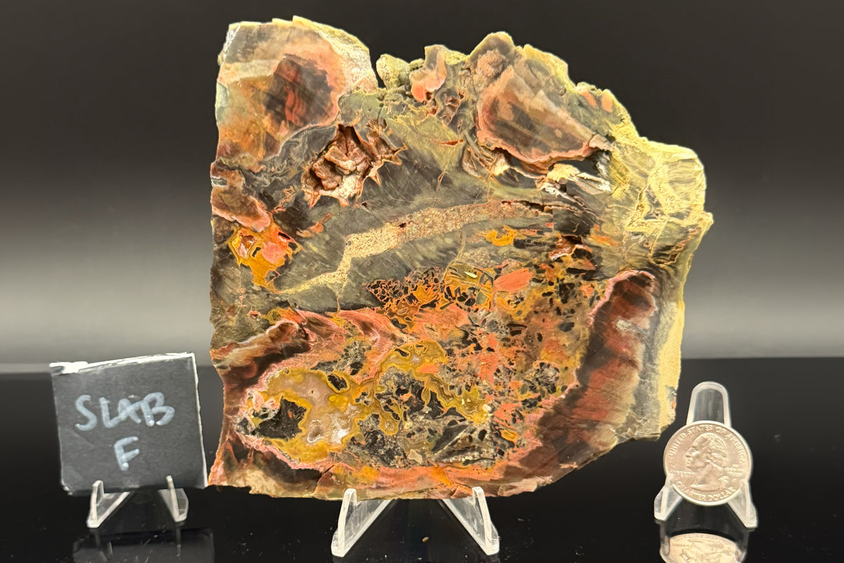 Turkish Petrified Wood (Unpolished)