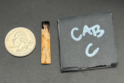 Fossilized Palm Wood Cabochons