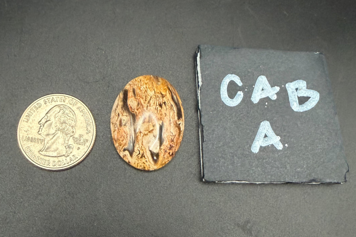 Fossilized Palm Wood Cabochons