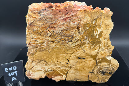 Howardite Jasper