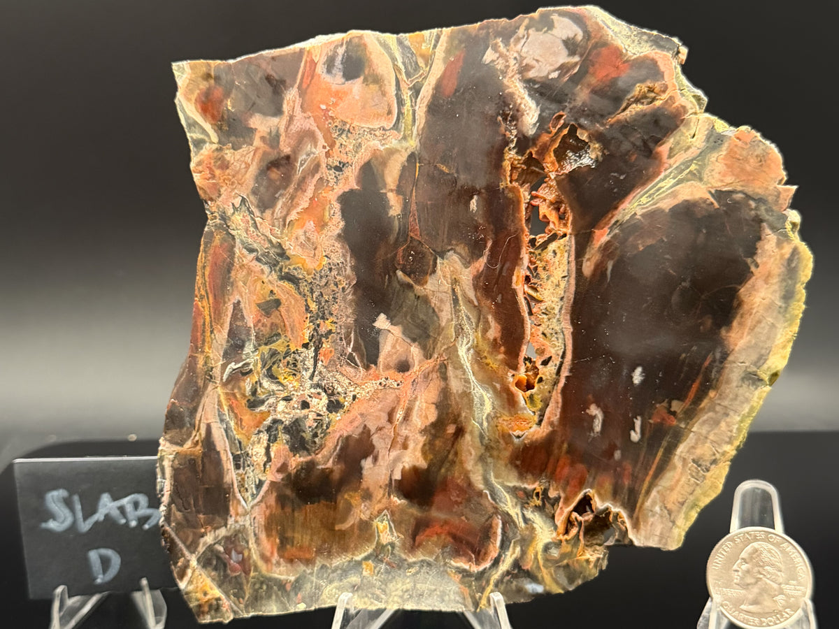 Turkish Petrified Wood (Unpolished)