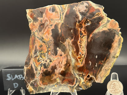 Turkish Petrified Wood (Unpolished)