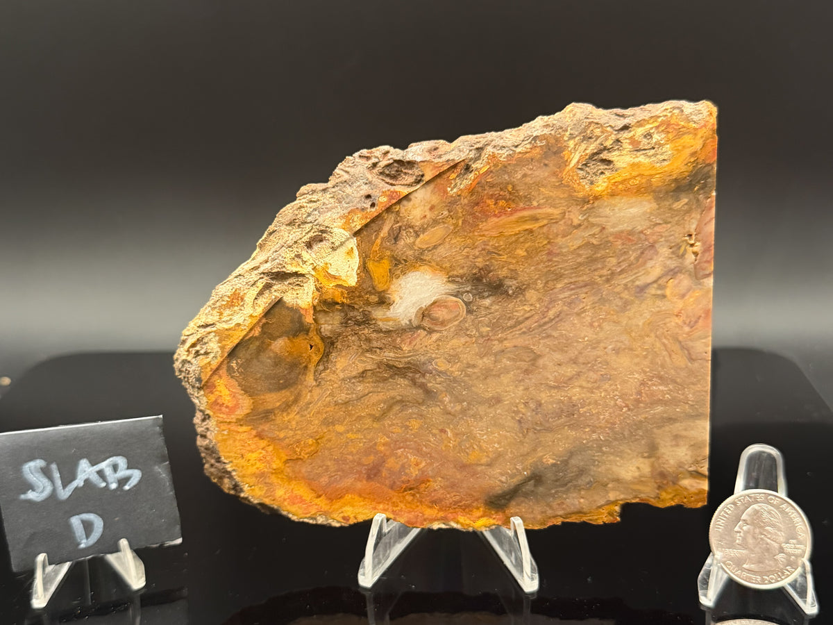 Jasperized Petrified Wood (Unpolished)