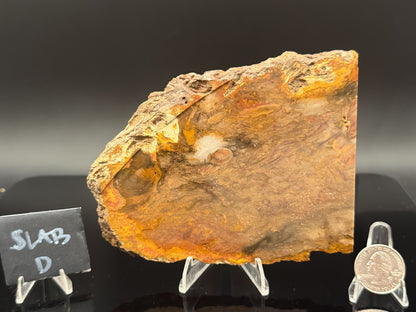 Jasperized Petrified Wood (Unpolished)
