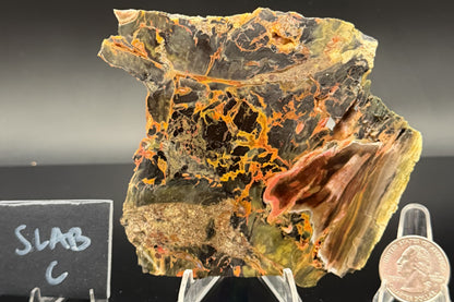Turkish Petrified Wood (Unpolished)