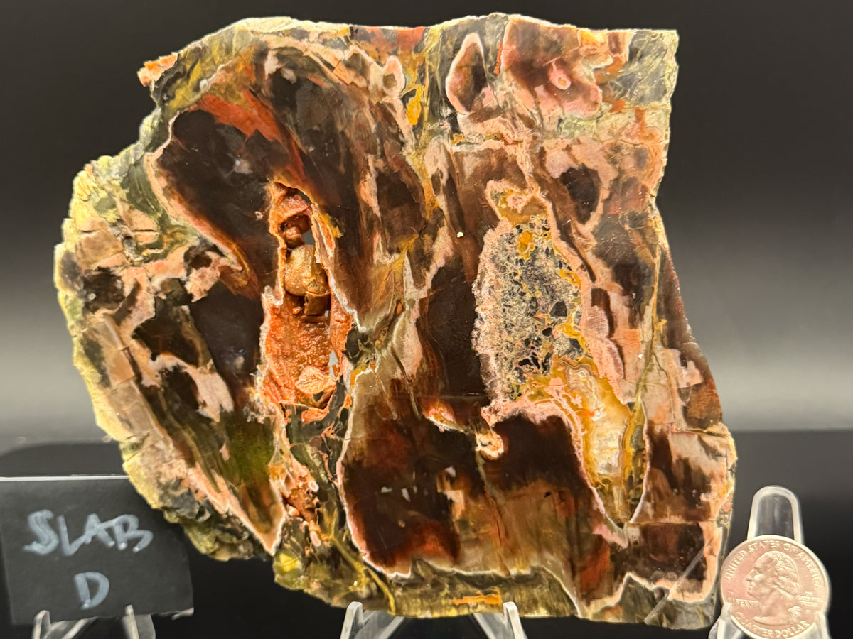 Turkish Petrified Wood (Unpolished)