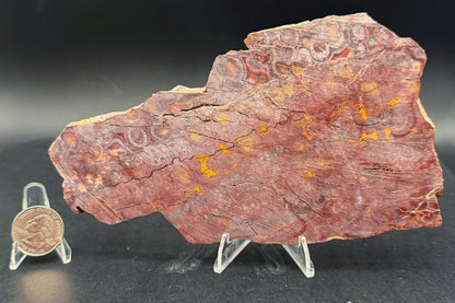 Morgan Hill Poppy Jasper (Unpolished)