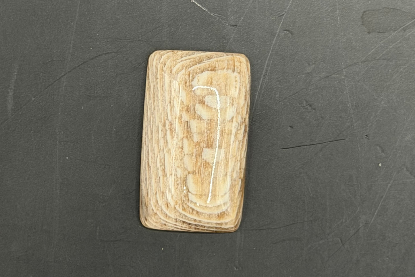 Badger Pocket Petrified Wood