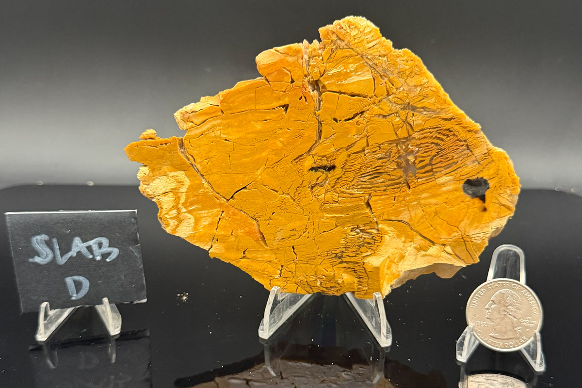 Howardite Jasper