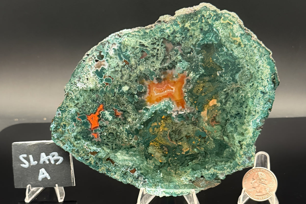 Turkish Limbcast with Agatized Chrysocolla (Unpolished)