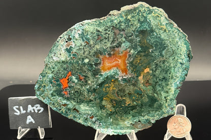 Turkish Limbcast with Agatized Chrysocolla (Unpolished)