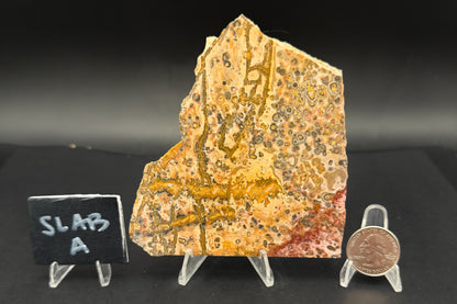 Leopard Skin Rhyolite (Unpolished)