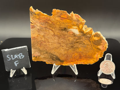 Jasperized Petrified Wood (Unpolished)