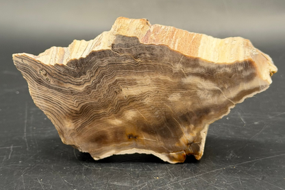 Hells Canyon Petrified Wood Specimen (Unpolished)