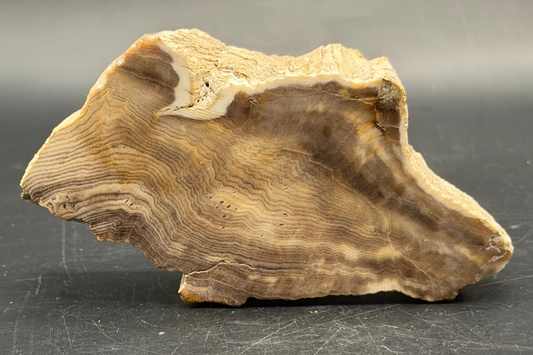 Hells Canyon Petrified Wood Specimen (Unpolished)
