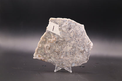Crazy Lace Agate slab (Unpolished)