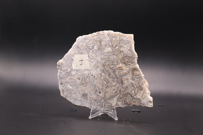 Crazy Lace Agate slab (Unpolished)