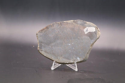 Stabilized Dinosaur Bone slab (Unpolished)