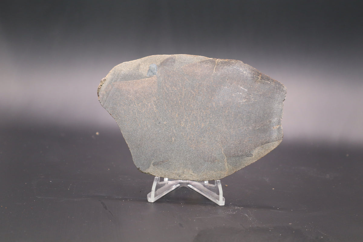 Stabilized Dinosaur Bone slab (Unpolished)