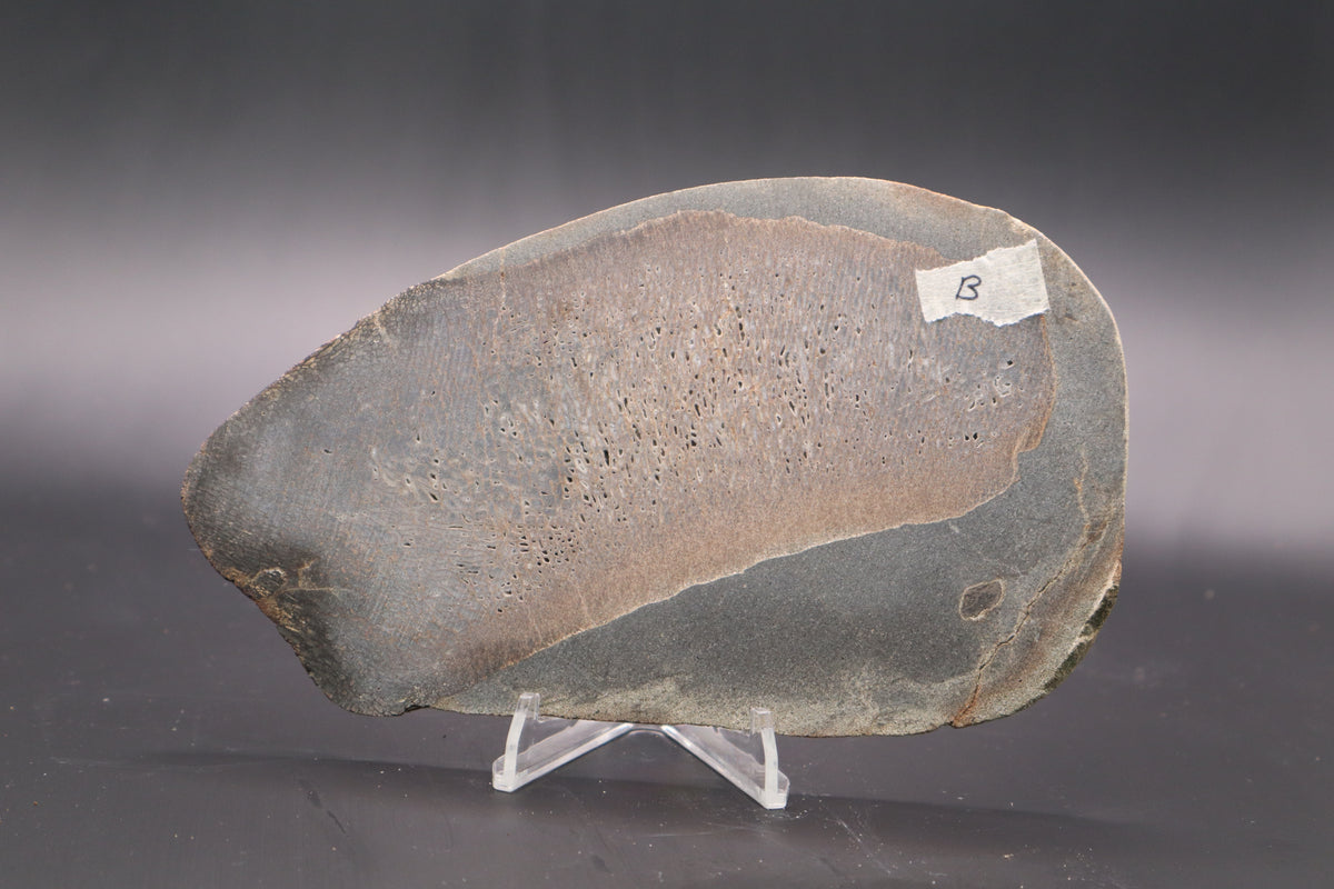Stabilized Dinosaur Bone slab (Unpolished)