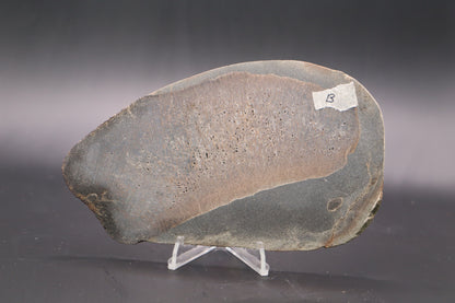 Stabilized Dinosaur Bone slab (Unpolished)