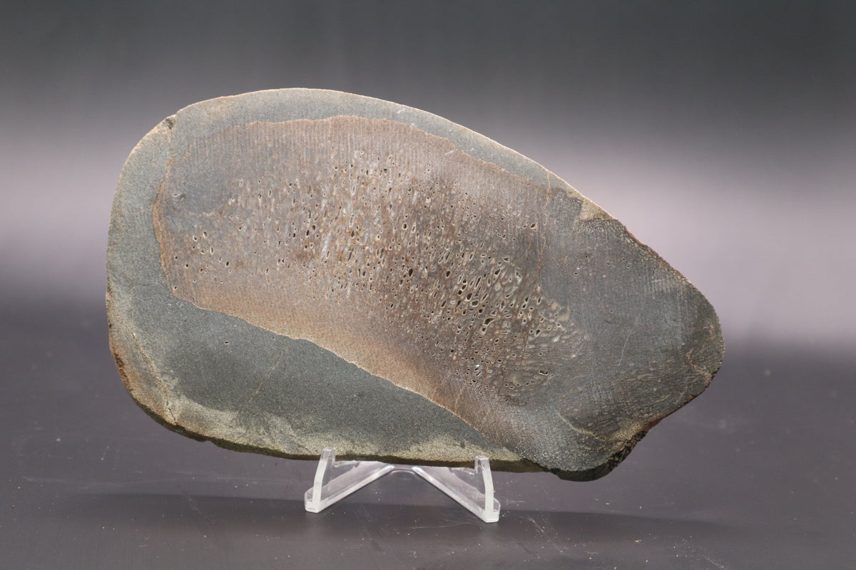 Stabilized Dinosaur Bone slab (Unpolished)