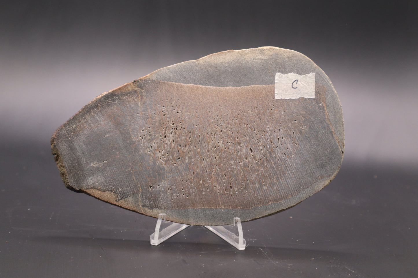 Stabilized Dinosaur Bone slab (Unpolished)