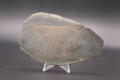 Stabilized Dinosaur Bone slab (Unpolished)