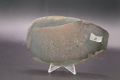 Stabilized Dinosaur Bone slab (Unpolished)