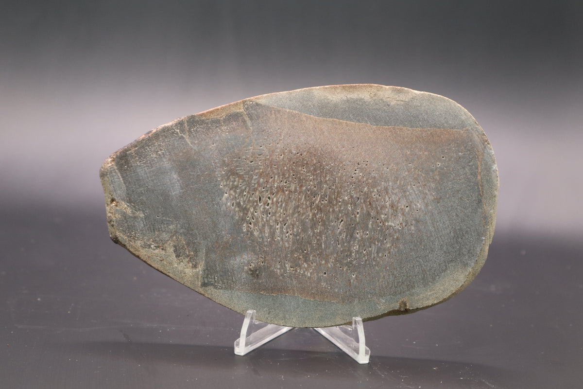 Stabilized Dinosaur Bone slab (Unpolished)
