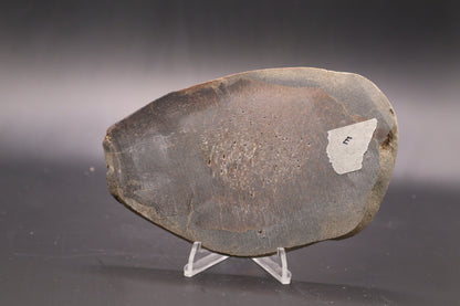Stabilized Dinosaur Bone slab (Unpolished)