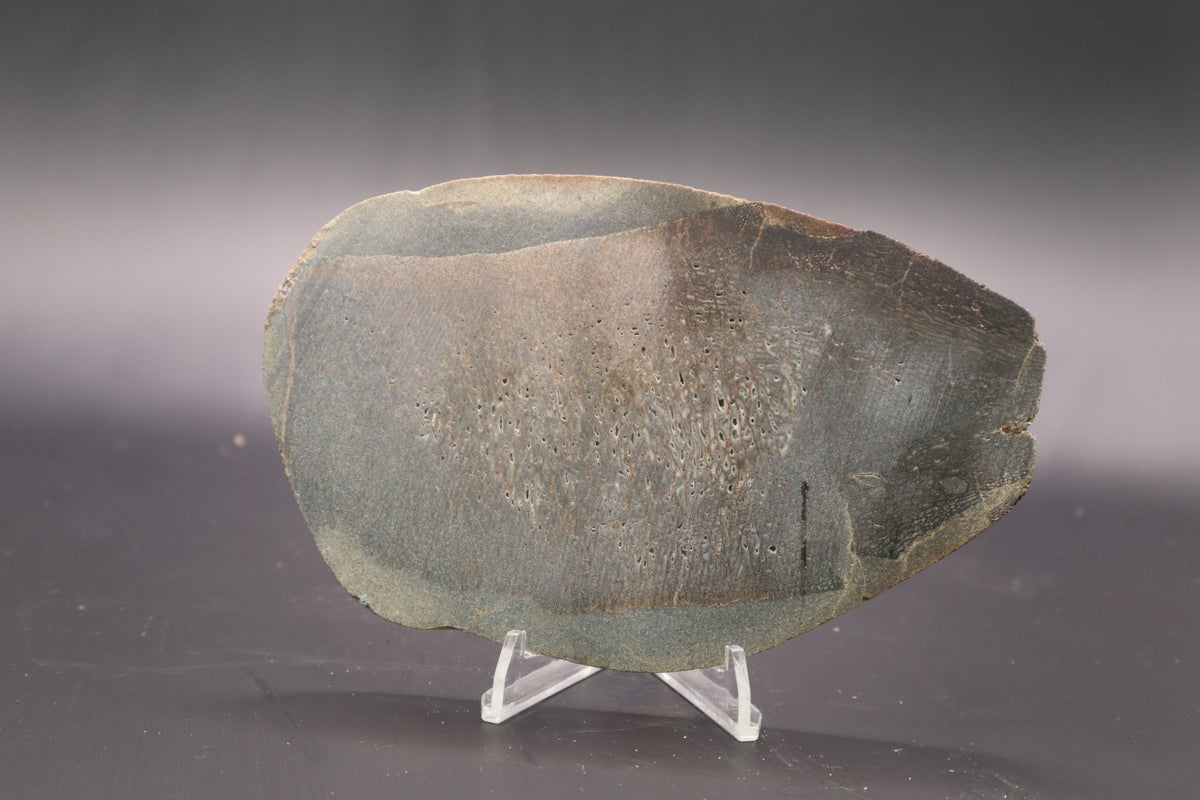 Stabilized Dinosaur Bone slab (Unpolished)