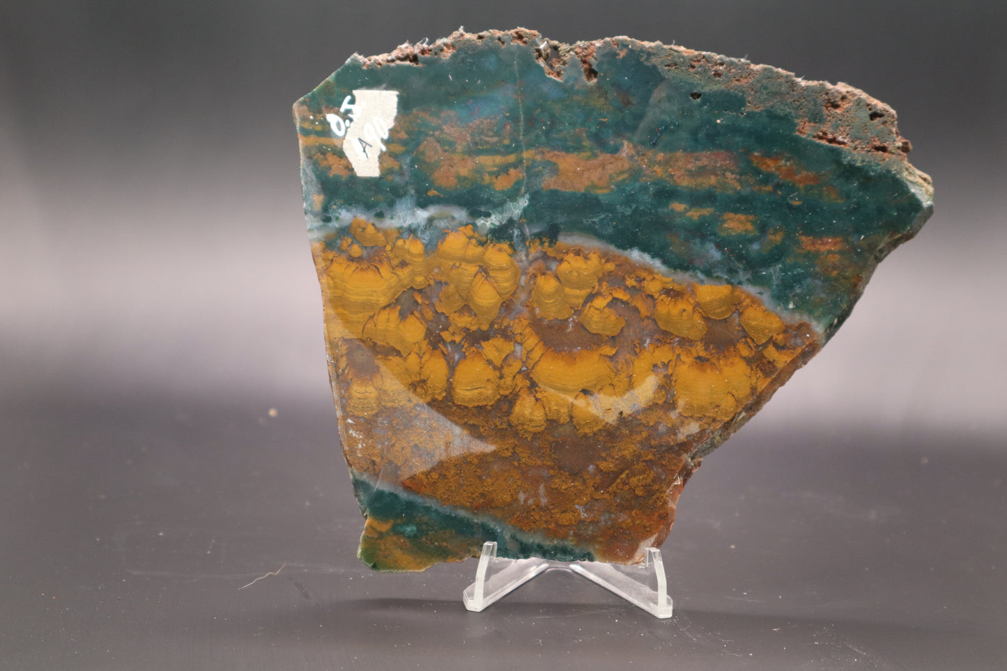 Orange Jasper with Stromatolites slab (Unpolished)