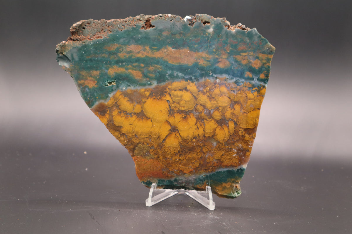 Orange Jasper with Stromatolites slab (Unpolished)