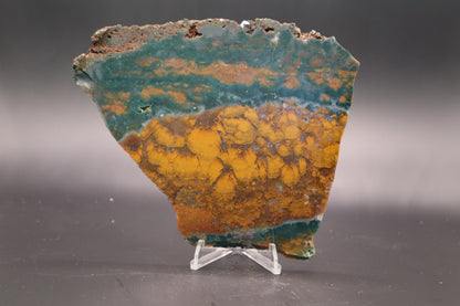 Orange Jasper with Stromatolites slab (Unpolished)
