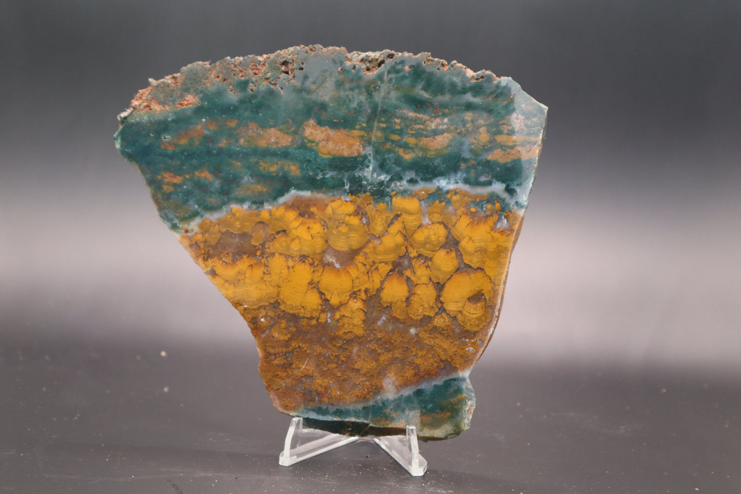 Orange Jasper with Stromatolites slab (Unpolished)