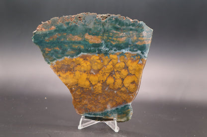 Orange Jasper with Stromatolites slab (Unpolished)